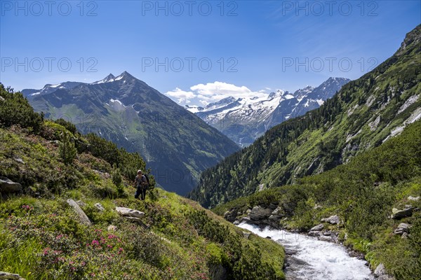 Mountaineer on a hiking trail by a stream, Berliner Hoehenweg, summit Grosser Ingent and Grosser Greiner, Zillertal Alps, Tyrol, Austria, Europe