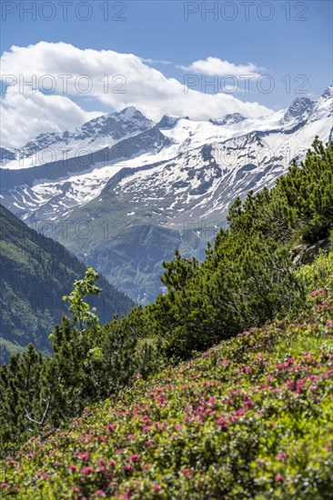 Alpine roses on the Berliner Hoehenweg, snow-covered high mountain peaks, Turnerkamp summit, Zillertal Alps, Tyrol, Austria, Europe