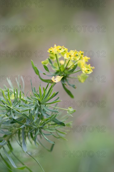 Cypress spurge (Euphorbia cyparissias), flower from the side, North Rhine-Westphalia, Germany, Europe