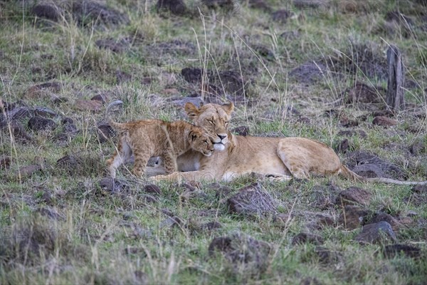 Lion (Panthera leo) Masai Mara Kenya