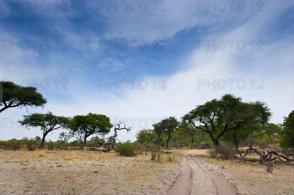 Sand road, road, lonely, track, lane, sand road, dryness, travel, holiday, adventure, tourism, individual tourism, individual travel, safari, Namibia, Africa