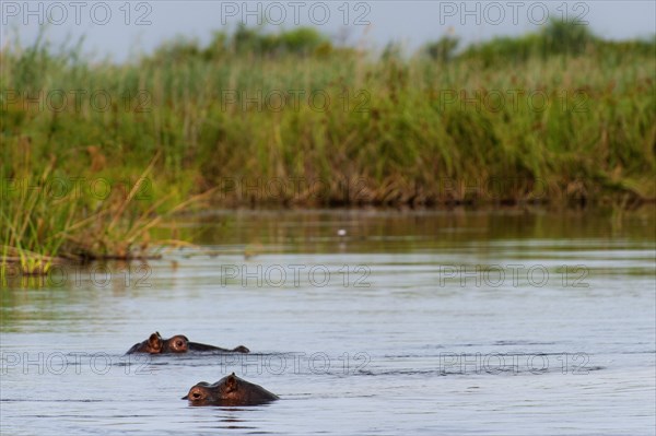 Hippopotamus (Hippopotamus amphibius), Hippopotamus, animal, danger, dangerous, wild, river, river animal, Okavango Delta at the Kwando River in BwaBwata National Park, Namibia, Africa