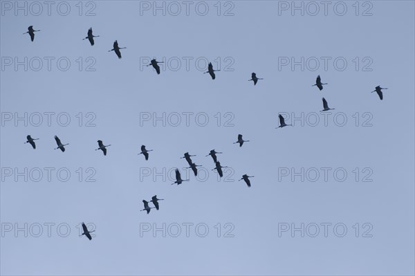 Cranes (Grus grus) flying in formation in the sky, Ruhr area, Westphalia, North Rhine-Westphalia, Germany, Europe