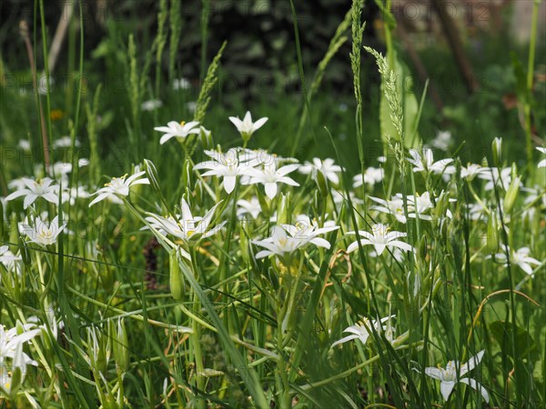 White star of Bethlehem flower