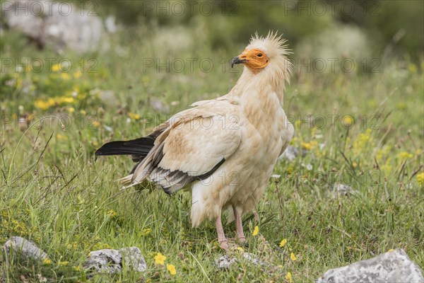 Egyptian Vulture (Neophron percnopterus), Castile-Leon Province, Picos de Europa, Spain, Europe
