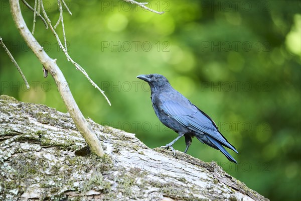 Carrion crow (Corvus corone) walking on an old wood, Bavaria, Germany, Europe