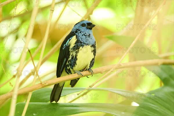 Opal-rumped tanager (Tangara velia) sitting on a branch, Bavaria, Germany, Europe