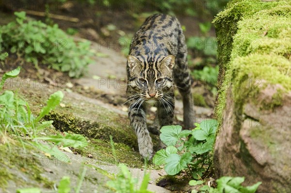 Fishing cat (Prionailurus viverrinus) walking on the ground, Germany, Europe