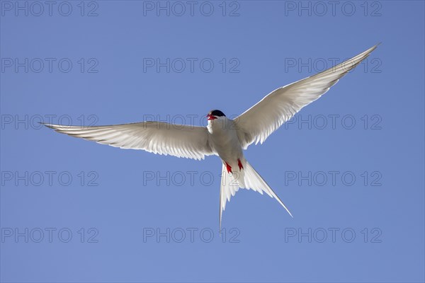 Arctic tern (Sterna paradisaea), in flight from below, Iceland, Europe