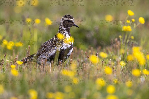 European golden plover (Pluvialis apricaria) surrounded by dandelions, Grimsey Island, Iceland, Europe