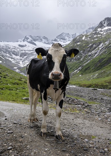 Black and white spotted cow on the alpine meadow, valley of the Schlegeisgrund, glaciated mountain peaks Hoher Weiszint and glacier Schlegeiskees, Berliner Hoehenweg, Zillertal, Tyrol, Austria, Europe