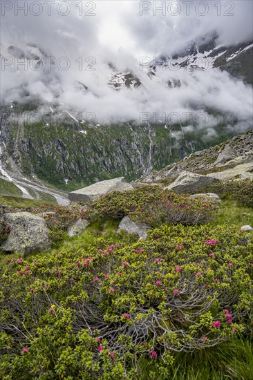 Cloudy mountain landscape with blooming alpine roses, view of rocky and glaciated mountains, Furtschaglhaus, Berliner Hoehenweg, Zillertal, Tyrol, Austria, Europe