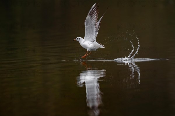 A Black-headed Black-headed Gull at take-off, Lake Kemnader, Ruhr area, North Rhine-Westphalia, Germany, Europe