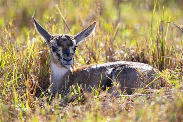 Thomson's gazelle (Gazella thomsoni) Masai Mara Kenya