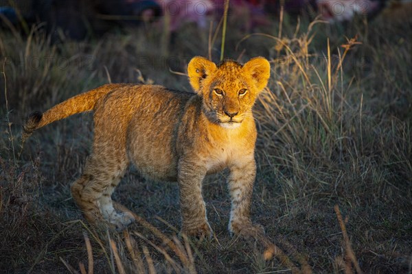 Lion (Panthera leo) Masai Mara Kenya