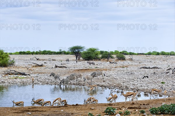 Plains zebras (Equus quagga) and springbok antelopes (antidorcas) in Etosha National Park, animal, wild, wildlife, wilderness, safari, Okakuejo waterhole, Namibia, Africa