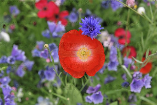 Colourful flower meadow, Schwaebisch Gmuend, Baden-Wuerttemberg, Germany, Europe