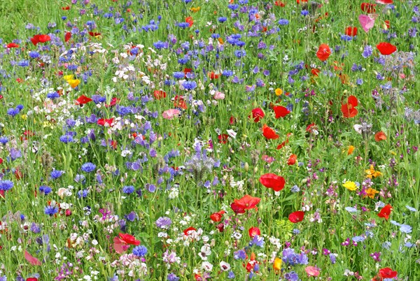 Cornflowers (Centaurea cyanus), yarrow (Achillea), mallow (Malva), yellow daisies (Leucanthemum), poppy (Papaver rhoeas), Baden-Wuerttemberg, Germany, Europe