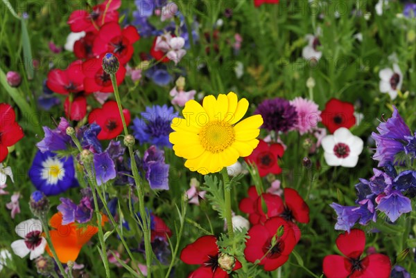 Yellow marguerites (Leucanthemum), poppy flowers (Papaver rhoeas), Baden-Wuerttemberg, Germany, Europe