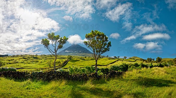 Two trees on green hills in front of the volcanic cone Pico and blue sky, Madalena, Pico, Azores, Portugal, Europe
