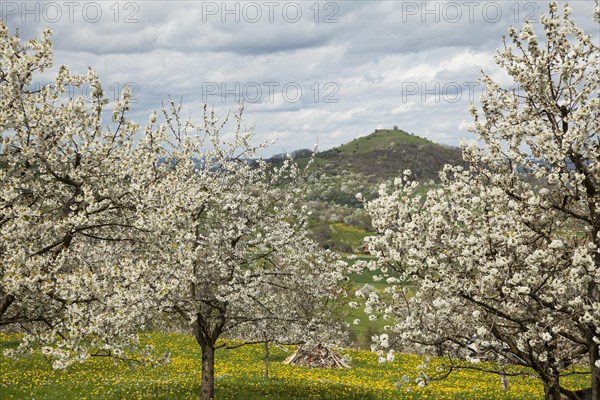 Cherry blossom with a view of the Limburg castle near Weilheim an der Teck, Swabian Alb