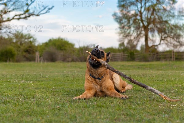Cute german shepherd dog playing with a stick on the grass