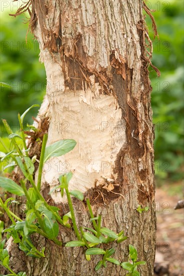 European beaver, Eurasian beaver (Castor fibre), habitat, feeding marks on the trunk of a willow (Salix), gnawed tree bark, gnawed trunk, Allerpark, Wolfsburg, Lower Saxony, Germany, Europe