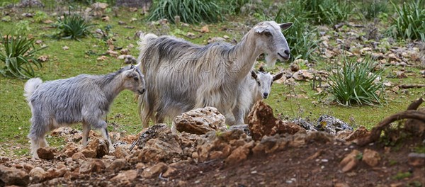 A goat family (caprae) with young on a rocky grassy area in nature, Aradena Gorge, Aradena, Sfakia, Crete, Greece, Europe