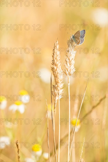 Common blue butterfly (Polyommatus icarus) sitting on an ear of corn in a summer field, nature reserve Parc naturel regional des Caps et Marais d'Opale, France, Europe
