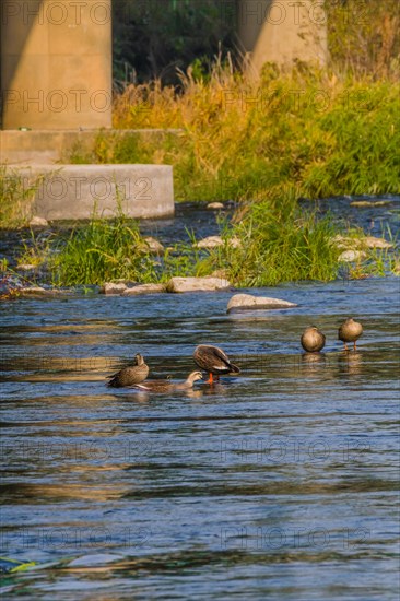 Five spot-billed ducks in shallow water in a flowing river near a bridge pylon with a green shrub in the water