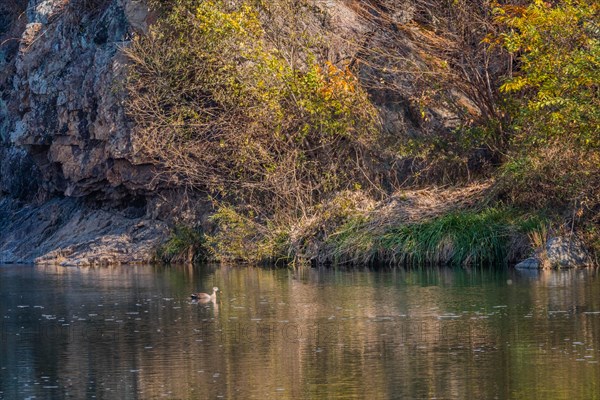 Single spot-billed duck swimming alone in peaceful river next to autumn colored trees on rocky shore