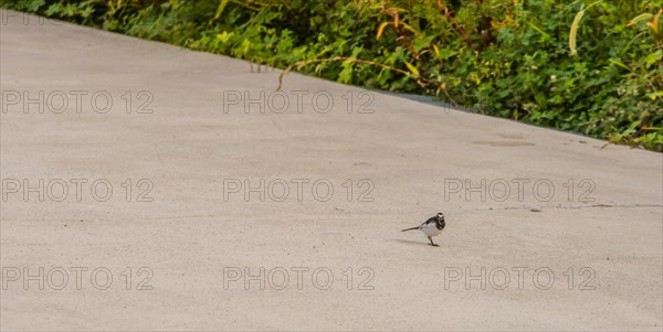 Japanese Wagtail, common in Japan, Korea, Taiwan, Eastern China, and eastern Russia, eating a caterpillar on concrete sidewalk, Asia