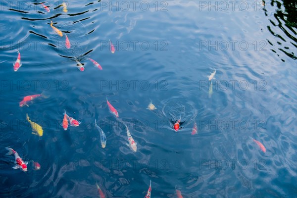 School of Koi swimming together at surface of pond