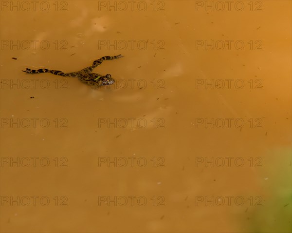 Small green and brown marsh frog floating on the surface of a small pond of dirty water