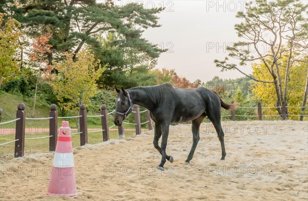 Single adult horse wearing a bridle walking in sandy riding enclosure in public park on overcast day