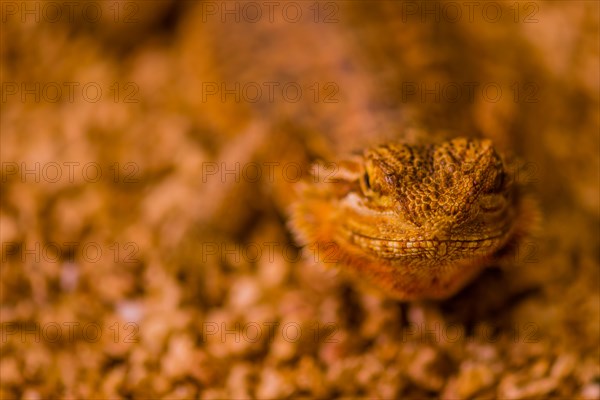 Closeup of golden colored young bearded dragon with blurred background. Selective focus of mouth and head
