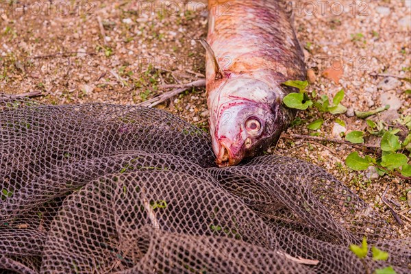 Carcass of dead fish laying on the ground next to a black fishing net