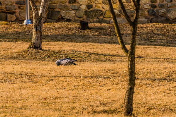 Flock of pigeons on the ground feeding in a park on a sunny morning