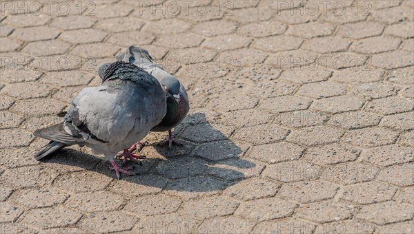 Close up of two pigeons looking for food on on the concrete ground of a park in Seoul, South Korea, Asia