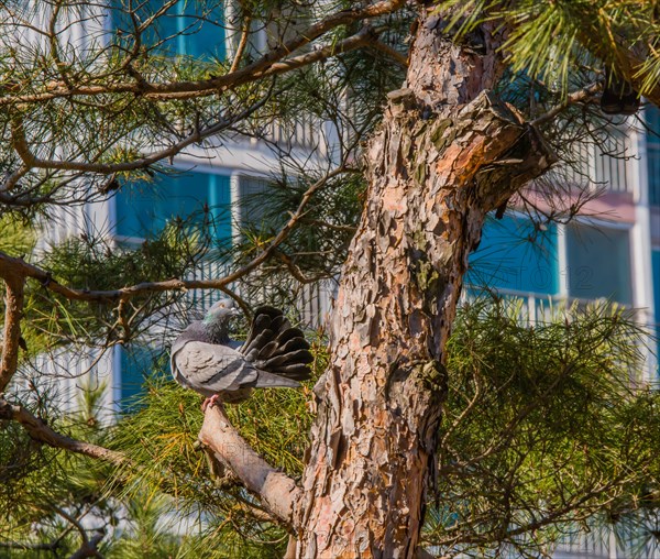 Pigeon on tree branch with tail feathers ruffled to look like a fan with building in background