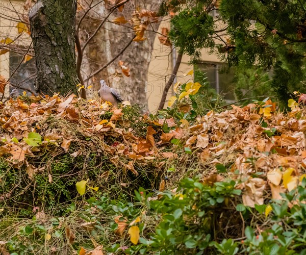 Oriental turtledove perched on cotoneaster berry bush next to tree