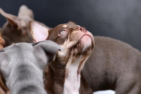 New Schade Mocca Orange Tan colored French Bulldog puppy