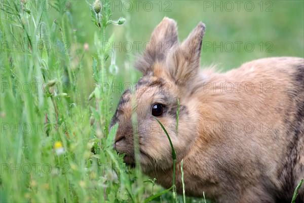 Bunny (Oryctolagus cuniculus domesticus), pet, hare, poppies, garden, Easter, Germany, close-up of a cute rabbit in the garden, Europe