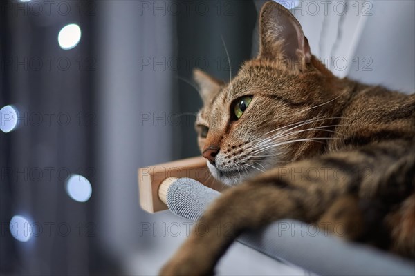 Image of a purebred Bengal cat lying on a hammock attached to a heater. Pet care concept. Mixed media