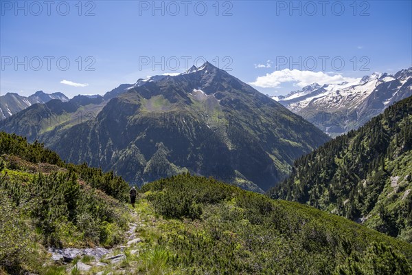 Mountaineer on hiking trail, Berliner Hoehenweg, summit Grosser Ingent and Grosser Greiner, Zillertal Alps, Tyrol, Austria, Europe