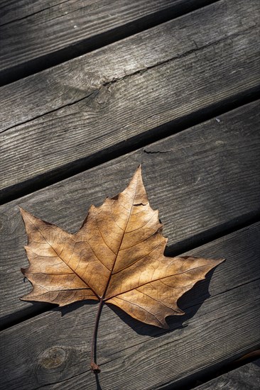 Autumn leaf seen from above on a rustic wooden slats background