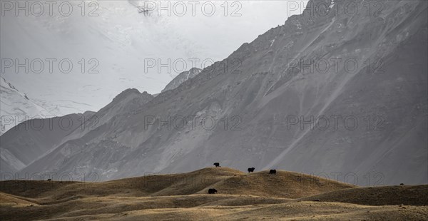 Yaks on a hill, Trans Alay Mountains, Pamir Mountains, Osh Province, Kyrgyzstan, Asia