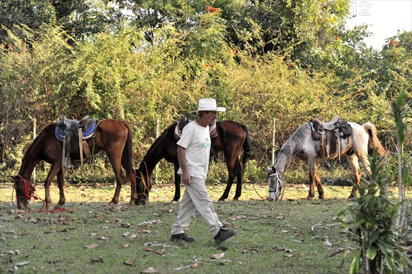 Horse hire, Vinales, Valle de Vinales, Pinar del Rio province, Cuba, Greater Antilles, Caribbean, Central America