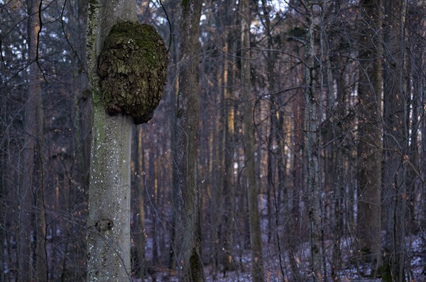 Tree cancer on tree trunk, cell growths caused by bacteria or fungal infestation, Korb im Remstal, Baden-Wuerttemberg, Germany, Europe