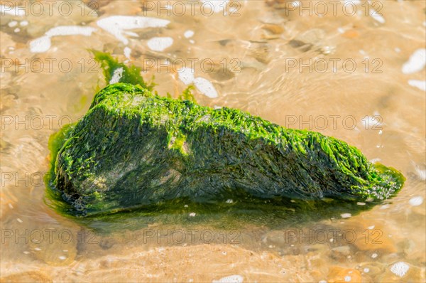 Large rock covered with green seaweed in ocean water at the beach
